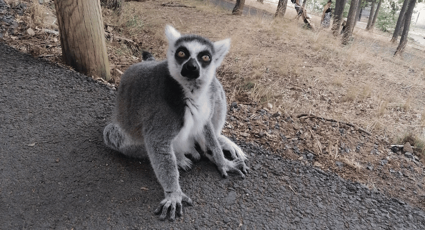 Parc animalier d'Auvergne